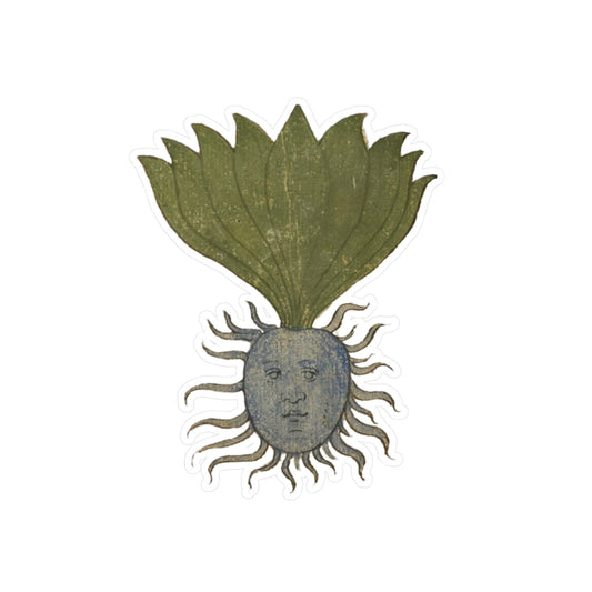 Mandrake Root Sticker – Medieval Marginalia Weird Plant Face, Botanical Occult Folklore Vinyl Sticker, Witchy Journal & Laptop Decor